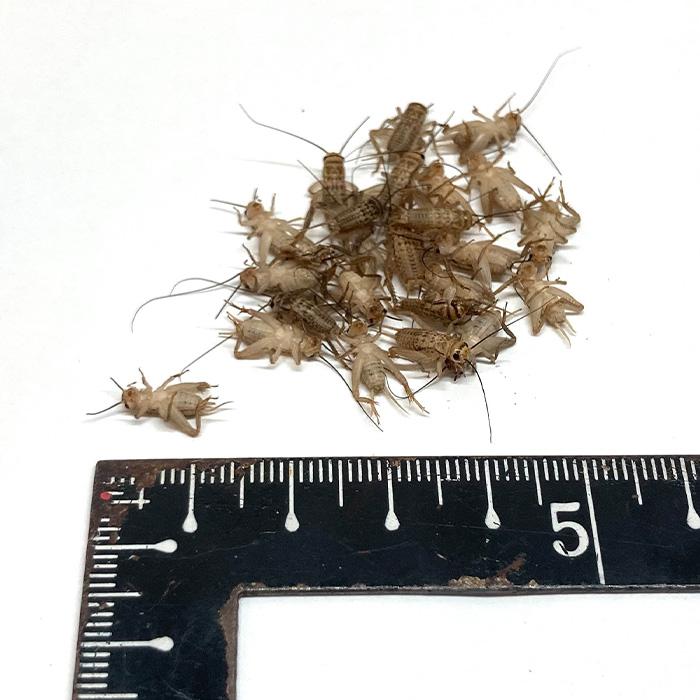 冷凍コオロギ Mサイズ 2kg 爬虫類 両生類 小動物 アロワナ フトアゴ等 楽天市場】邑楽ファーム 冷凍イエコオロギ MSサイズ 爬虫類 両生類