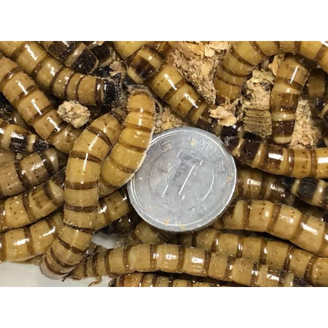 冷凍ヤワゲ　Bambi 31510010 【冷凍】宮崎県産ほうれん草 250g 10袋セット