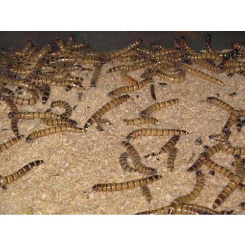 ミルワーム48個 fishjapan_79541