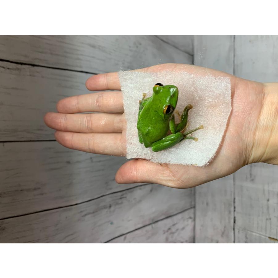 モリアオガエル 生体 死着補償有り 地域限定 フィッシュジャパン 通販 Yahoo ショッピング