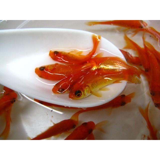 宅送 小赤 800匹 エサ用 金魚すくい用 死着補償有り 地域限定 送料込 Zoetalentsolutions Com