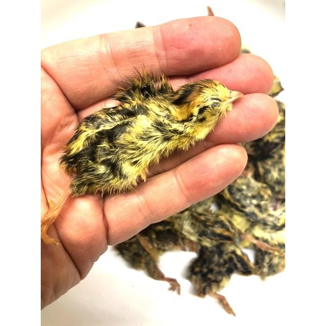 冷凍 雛ウズラ（ヒナウズラ）200g（約29-30匹） 【クール便】（国産