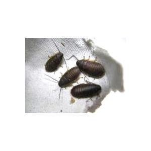 マダガスカルゴキブリ(ポルテントーサ) 黒系 幼虫5匹セット (生体)※死