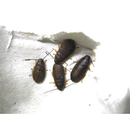 マダガスカルゴキブリ(ポルテントーサ) 黒系 幼虫5匹セット (生体)※死