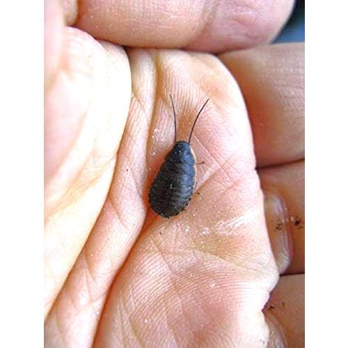 マダガスカルゴキブリ(ポルテントーサ) 黒系 幼虫5匹セット (生体)※死