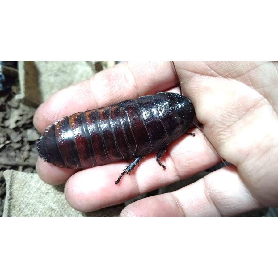 マダガスカルゴキブリ(ポルテントーサ) 黒系 幼虫5匹セット (生体)※死