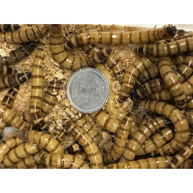 ジャイアントミルワーム 100匹セット【生き餌】【只今10％増量中 