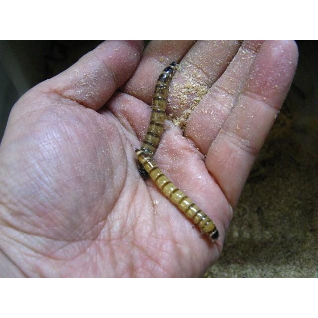 ジャイアントミルワーム 1kg 約800 900匹 死着補償有り 地域限定 6587 フィッシュジャパン 通販 Yahoo ショッピング