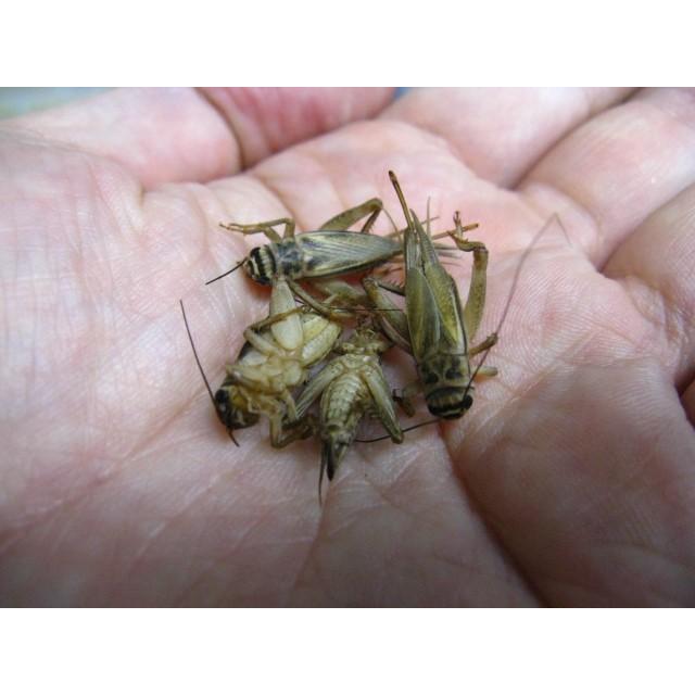 冷凍ヨーロッパイエコオロギ(Mサイズ)100匹 爬虫類、両生類、小動物等