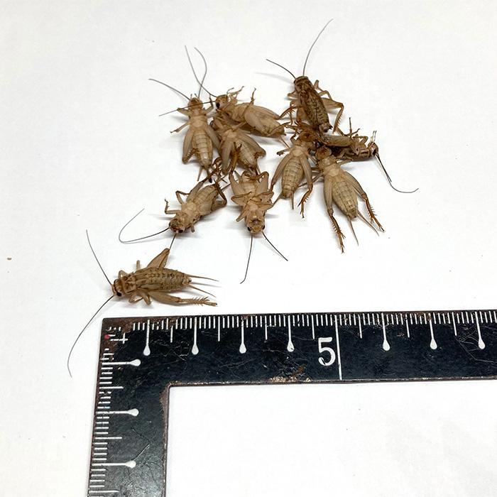 冷凍ヨーロッパイエコオロギ(Mサイズ)100匹 爬虫類、両生類、小動物等