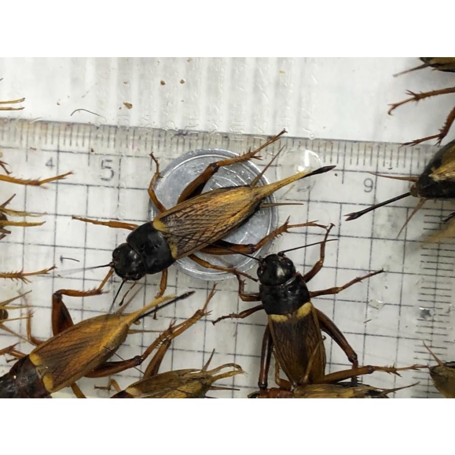 フタホシコオロギ(Mサイズ) 50匹セット【生き餌】※エサ用 ※死着