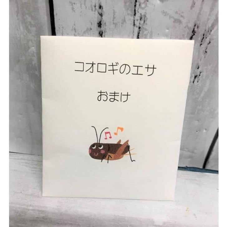フタホシコオロギ(Mサイズ)100匹セット【生き餌】【只今20匹増量中
