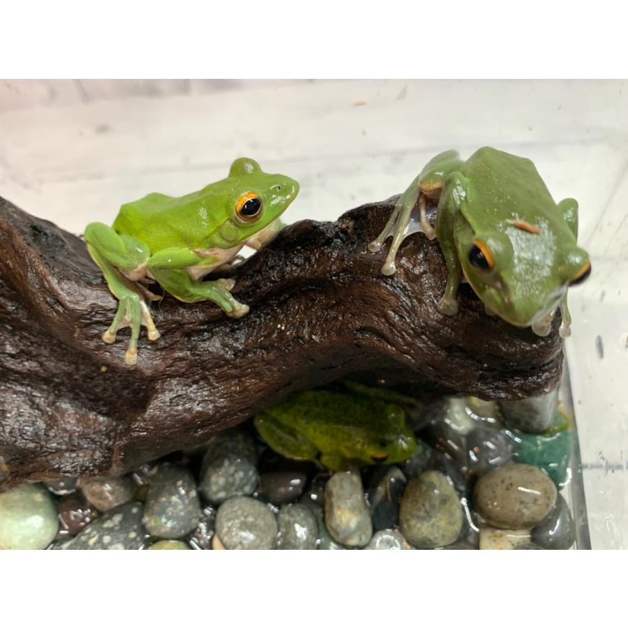シュレーゲルアオガエル （生体）※死着補償有り（地域限定