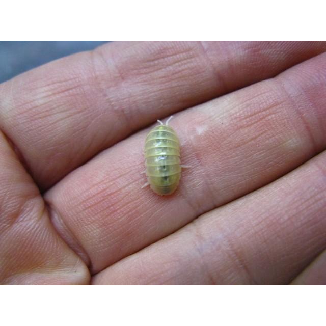 オカダン アルビノtー オカダンゴムシアルビノ 5匹セット 生体 死着補償有り 地域限定 フィッシュジャパン 通販 Yahoo ショッピング