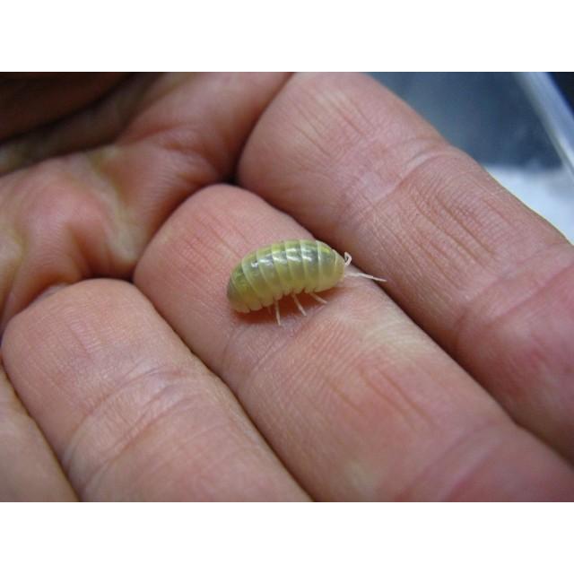 オカダン アルビノtー オカダンゴムシアルビノ 5匹セット 生体 死着補償有り 地域限定 フィッシュジャパン 通販 Yahoo ショッピング