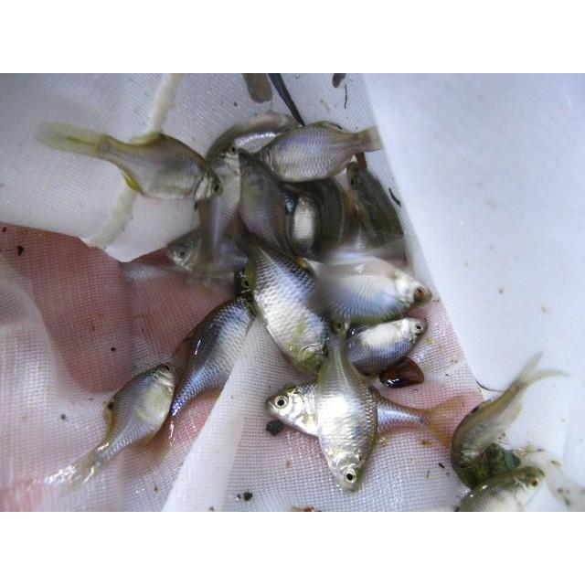 雑魚 ざこ 50匹セット エサ用川魚 死着補償有り 地域限定 只今クール便代込 フィッシュジャパン 通販 Yahoo ショッピング
