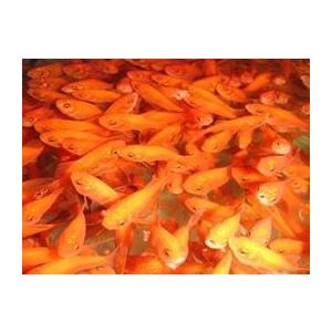 小赤　1000匹 (エサ用、金魚すくい用)　※死着補償有り（地域限定） 死着補償 予めご了承下さい 北海道