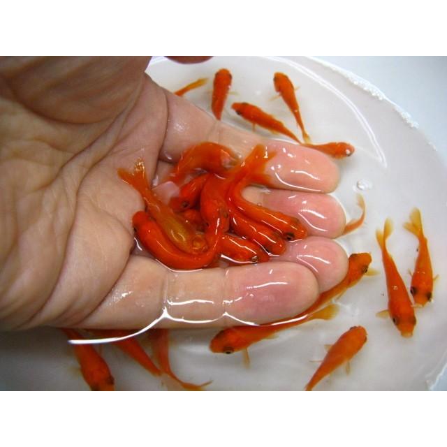 小赤　1000匹 (エサ用、金魚すくい用)　※死着補償有り（地域限定） 死着補償 予めご了承下さい 北海道