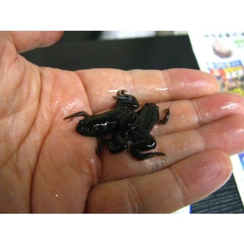 アフリカツメガエルM200匹　（GMs） アフリカツメガエルの中古が安い！激安で譲ります・無料であげます
