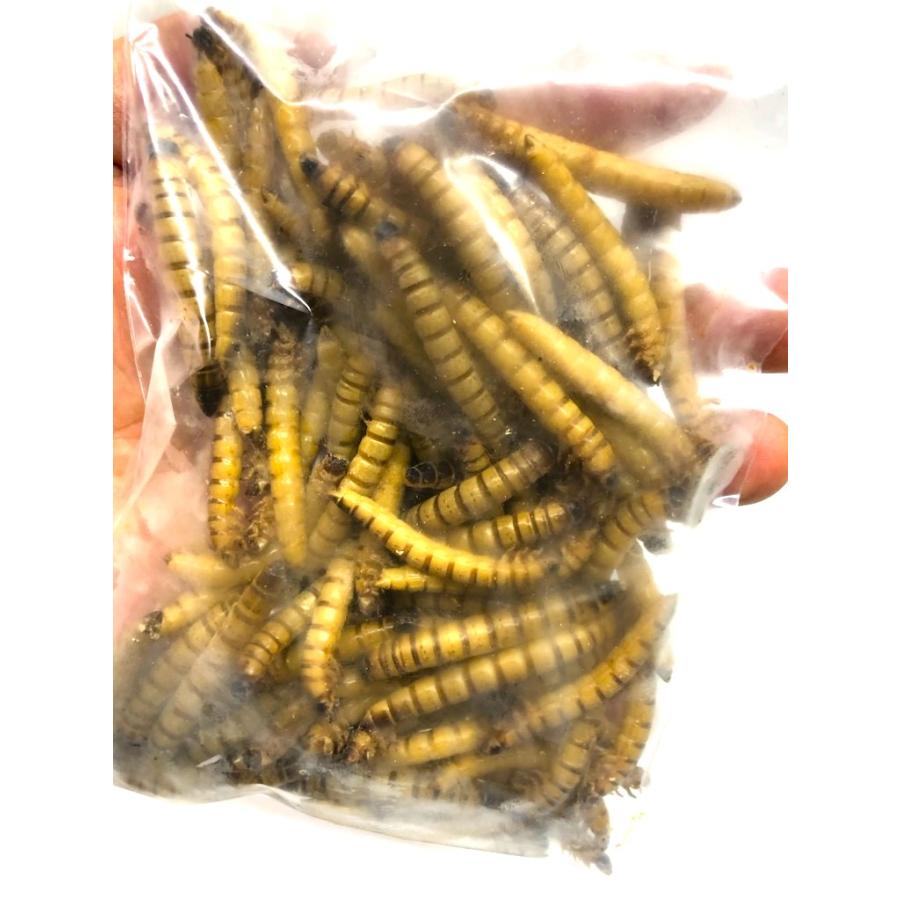 冷凍ジャイアントミルワーム 100匹 (ジャイアントロイヤルワーム) 冷凍