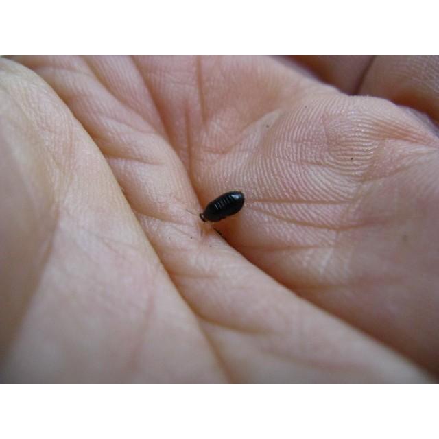ヒメマルゴキブリ 幼虫5匹セット 生体 死着補償有り 地域限定 Archangelbrow Com
