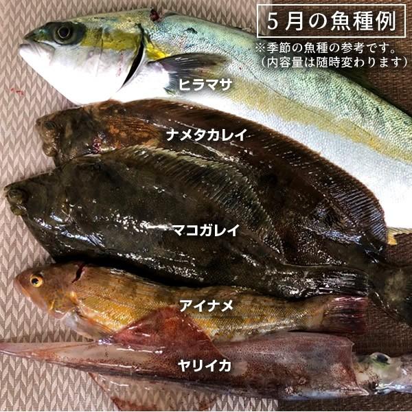 鮮魚お試しセット 2 3kg 漁師さんの鮮魚セット 宮城県気仙沼産 魚 生 刺身 焼き魚 煮物 漁師直送 季節のおまかせお魚 福袋 15 Sengyo S Fish Market 38 通販 Yahoo ショッピング