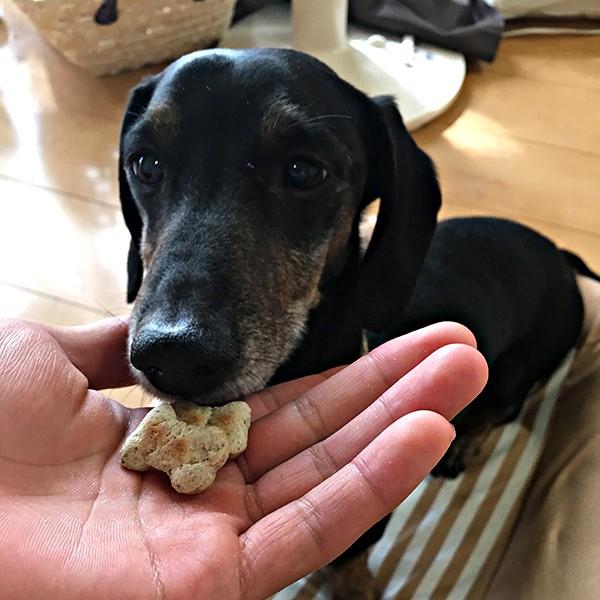 ママクック いわしのビスケット 65g 犬用 猫用 犬用おやつ Tp ペットガーデン紀三井寺 通販 Yahoo ショッピング