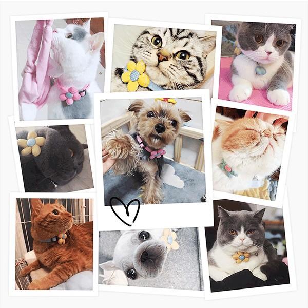 【レビューを書いてメール便送料無料】猫 小型犬 首輪 デイジー / ペット用 犬 かわいい おしゃれ 花 フラワー ひまわり ブルー ピンク ホワイト イエロー |  | 02