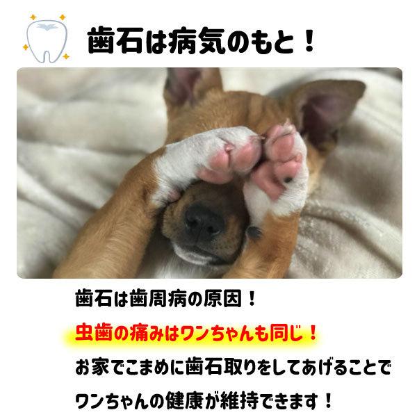 【レビューを書いてメール便送料無料】ペット用 歯石取り 安全 口腔ケア 器具 スケーラー 犬用 猫用 犬 猫 ネコ 虫歯 虫歯予防 歯周病  虫歯痛み ヤニ取り |  | 03