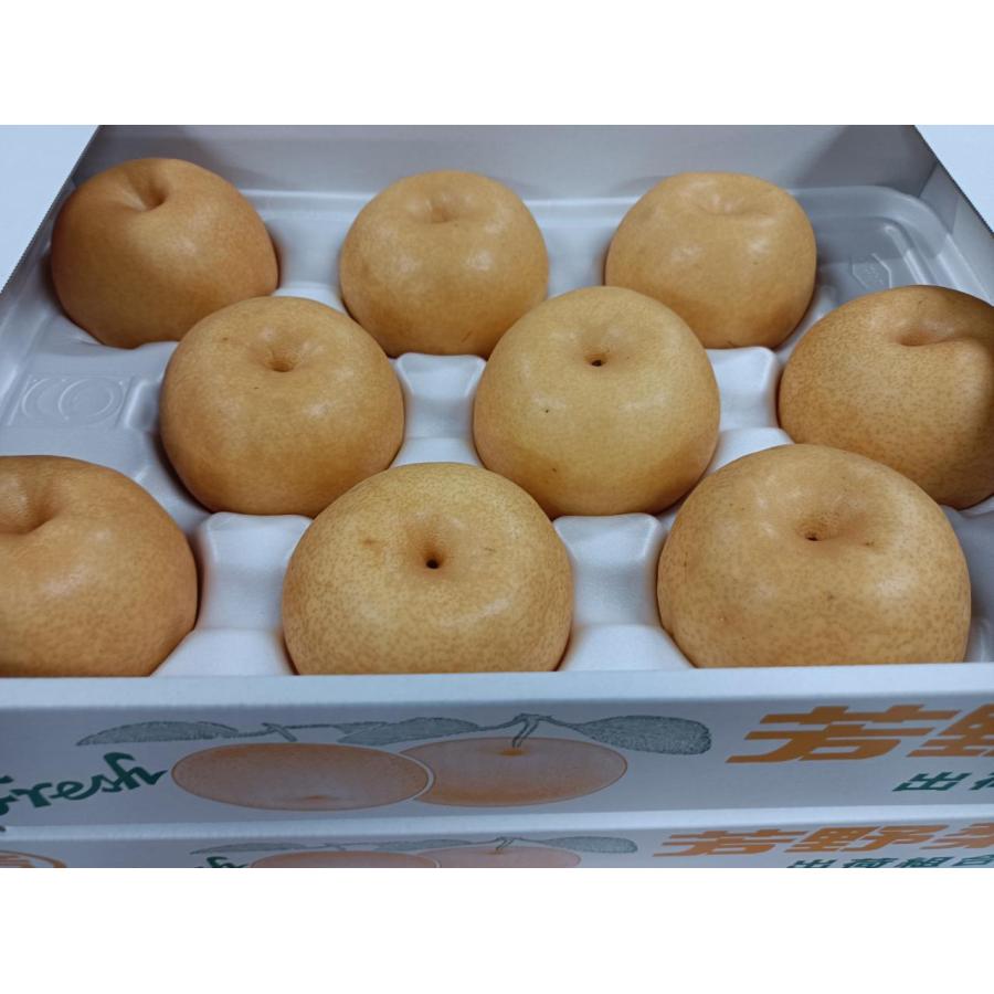 熊本産 幸水梨 約５kg (10～20玉) 梨 ( 幸水 ・ 豊水 秋月 新高 など) 箱込み約5kg 果物 フルーツ ナシ