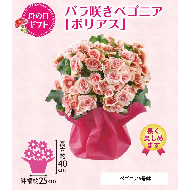 Cgc 母の日ギフト バラ咲きベゴニア ボリアス 送料無料 F5010 21cgc 5010 0563 Z 福田屋百貨店 通販 Yahoo ショッピング