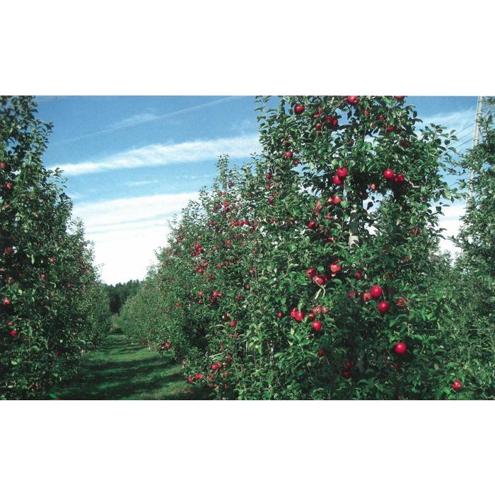 荒牧りんご園 りんごジュース 3本入り りんご農家の完熟100％純粋りんごジュース FN0BY｜fkd-netplaza｜04