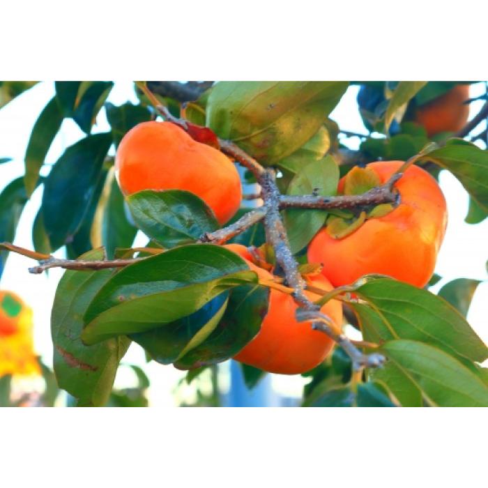 西岡農園 奈良・西吉野 甘柿のセミドライ＆桜 燻製 お試しセット [奈良県 五條市] |  | 03