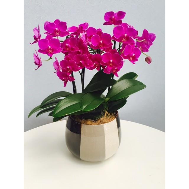 2025年最新】屋久杉壺の人気アイテム - メルカリ ☆屋久杉☆刳抜花器