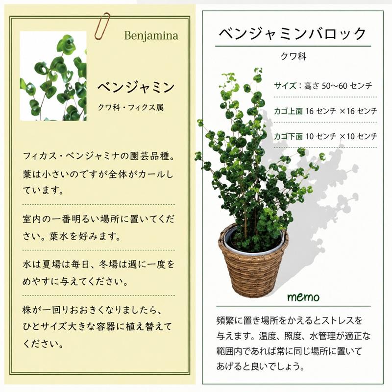 FlowerKitchen 観葉植物 ベンジャミン バロック 即日発送 鉢カバー付き