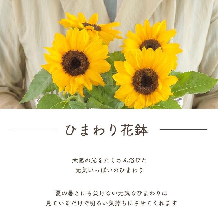 FlowerKitchen 父の日 ギフト プレゼント 2026 花 ひまわり花鉢 と