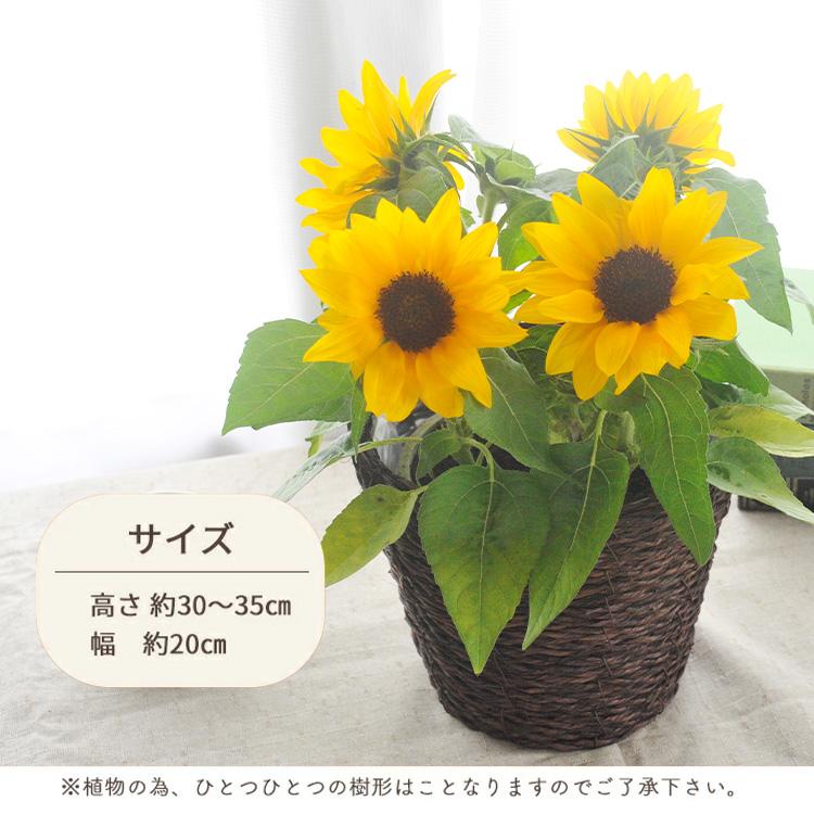FlowerKitchen 父の日 ギフト プレゼント 2026 花 ひまわり花鉢 と