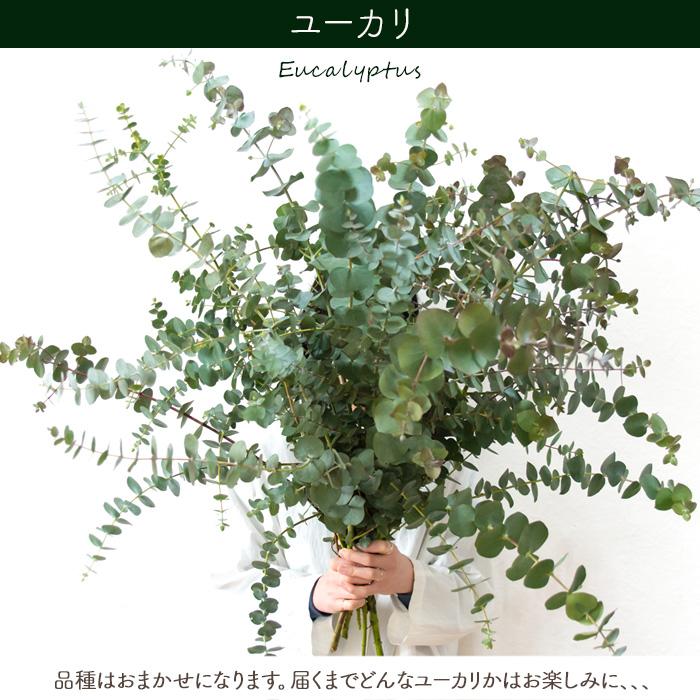 FlowerKitchen 【クール便】選べる季節の枝物 フローラルグリーン ドウダンツツジ 枝 枝物 切り花 インテリアグリーン 素材 ...