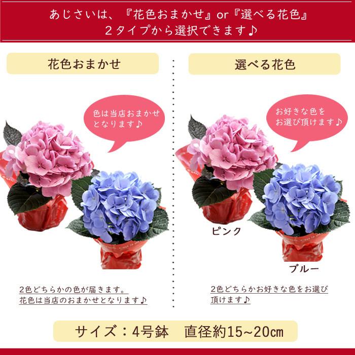遅れてごめんね 母の日 ギフト 21 選べるギフト カーネーション5号鉢 あじさい4号鉢 ケイトウ5号鉢 母の日リースs Fkhh Fkrsl Hahanohi001 Flowerkitchen Jiyugaoka 通販 Yahoo ショッピング