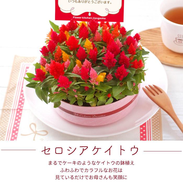 遅れてごめんね 母の日 ギフト 花 2026 カーネーション プレゼント 選べる花鉢 カーネーション マーガレット ケイトウ 鉢植え 5号鉢 生花 FKHH | FlowerKitchen | 12