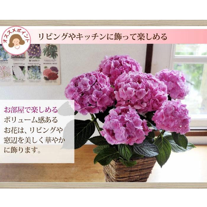 完売御礼 母の日 ギフト 21 グラデーションあじさい 花鉢 ボリューム満点の5号鉢アジサイ 選べる４カラー フラワーキッチン Fkhh Hahanohi006 Flowerkitchen Jiyugaoka 通販 Yahoo ショッピング