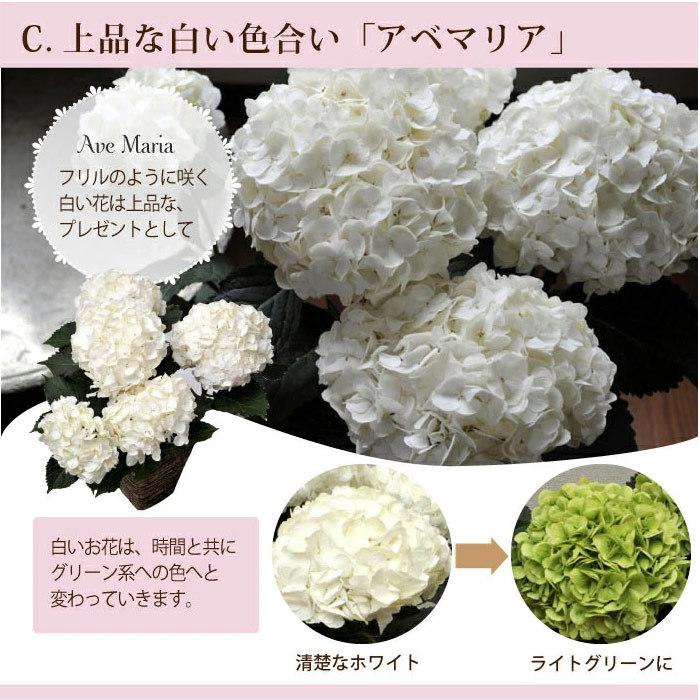 完売御礼 母の日 ギフト 21 グラデーションあじさい 花鉢 ボリューム満点の5号鉢アジサイ 選べる４カラー フラワーキッチン Fkhh Hahanohi006 Flowerkitchen Jiyugaoka 通販 Yahoo ショッピング