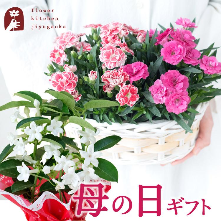 FlowerKitchen 母の日 ギフト 花 2026 プレゼント 選べる鉢植え2種