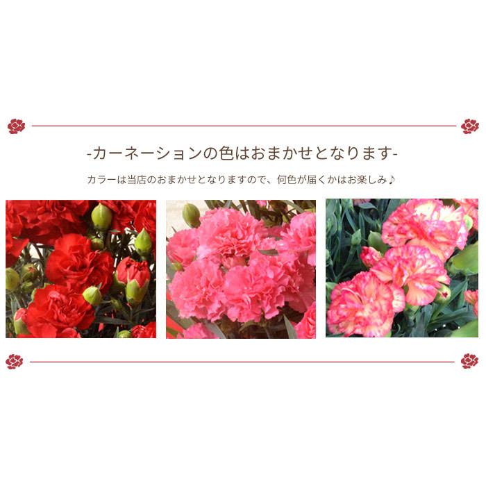 早割 母の日 ギフト 21 早着便 4月30 5月3日の期間でお届け おまかせカラーカーネーション 5号 鉢植え 花 Fkhh Hahanohihayachaku01 Flowerkitchen Jiyugaoka 通販 Yahoo ショッピング