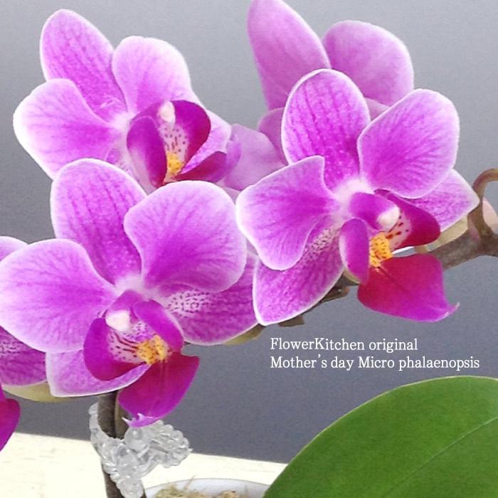 FlowerKitchen 母の日 プレゼント 花 胡蝶蘭 マイクロ胡蝶蘭 FlowerKitchen 母の日 プレゼント 花 胡蝶蘭 マイクロ胡蝶蘭