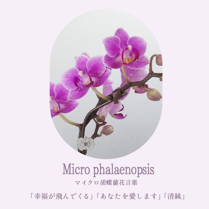 FlowerKitchen 母の日 プレゼント 花 胡蝶蘭 マイクロ胡蝶蘭 FlowerKitchen 母の日 プレゼント 花 胡蝶蘭 マイクロ胡蝶蘭