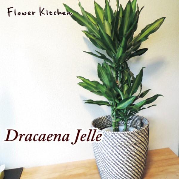 観葉植物　ドラセナジェレ7号＋IKEAカゴ  ローグコルン FKTK人気商品一覧 通販