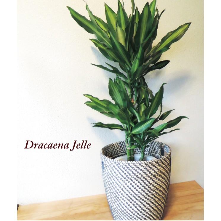 観葉植物　ドラセナジェレ7号＋IKEAカゴ  ローグコルン FKTK人気商品一覧 通販