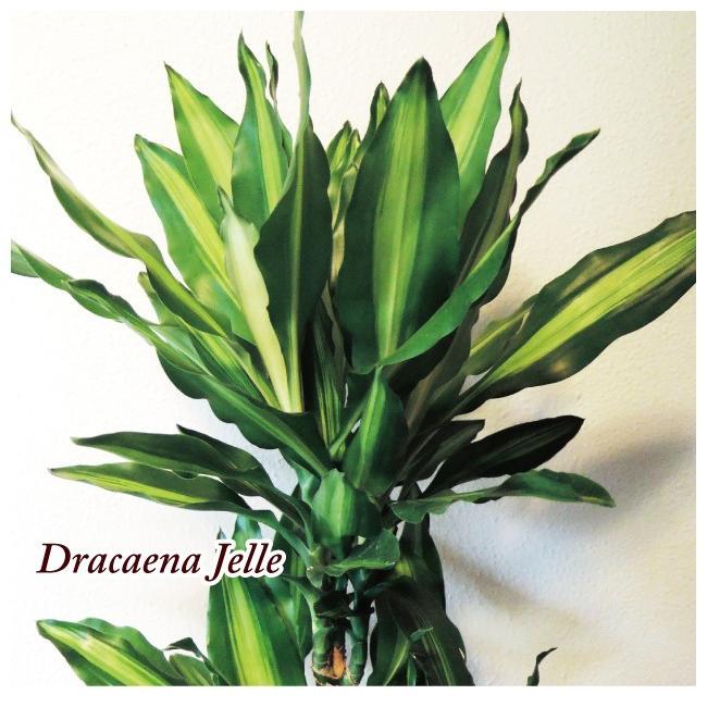 観葉植物　ドラセナジェレ7号＋IKEAカゴ  ローグコルン FKTK人気商品一覧 通販