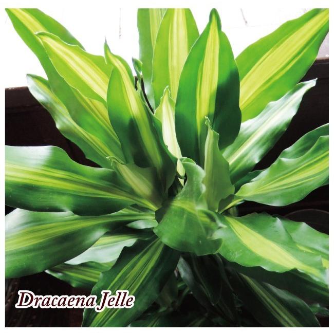 観葉植物　ドラセナジェレ7号＋IKEAカゴ  ローグコルン FKTK人気商品一覧 通販